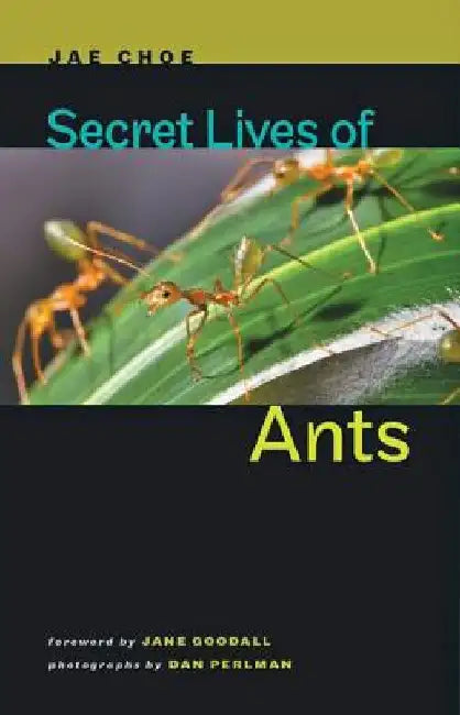 Buy Secret Lives of Ants (English, Jae Choe) โ BookShops.in