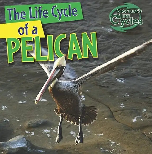 Buy The Life Cycle of a Pelican (English, Anna Kingston) — BookShops.in