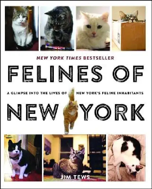 Buy Felines of New York (English, Jim Tews) — BookShops.in