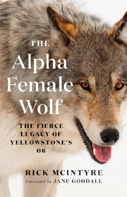 Buy The Alpha Female Wolf (English, Rick McIntyre | Jane Goodall) — BookShops.in